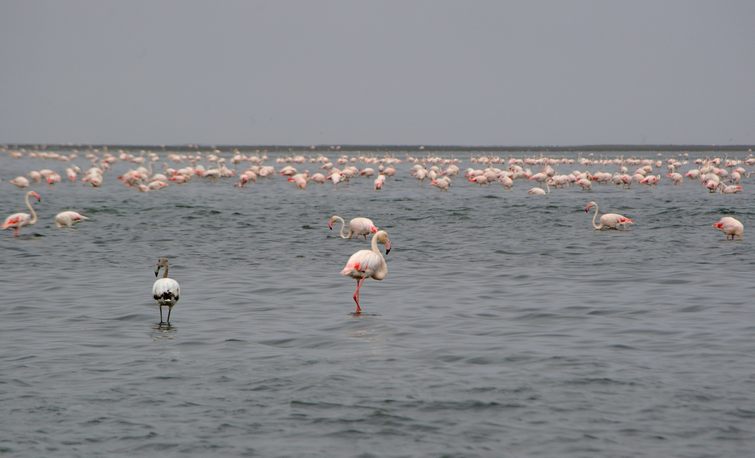 486 Namibia Okt 2006 Flamingos.JPG